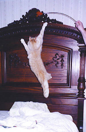 leojump.jpg